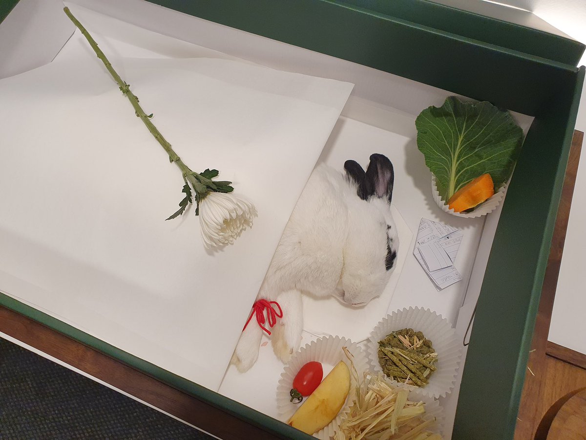 너무 귀여운 스타가, 지난 26일 20시 경 토끼별로 돌아갔습니다. 횡경막 탈장과 패혈증, 충수염 등 복합적인 원인이 있었습니다. 마지막까지 의료진과 봉사자들이 최선을 다했으나 스타는 결국  힘들었던 지구별 여행을 마쳤습니다. 스타가 꾸시에서 봉사자들 돌봄에 행복했길, 마지막에 많이