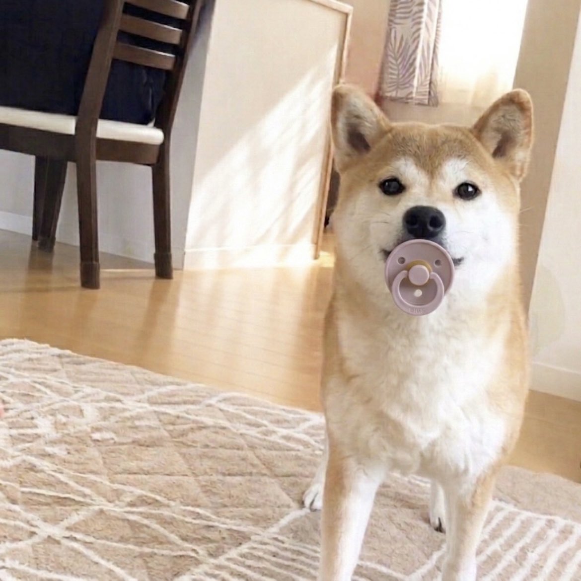 柴犬·͜·♡もも tweet media