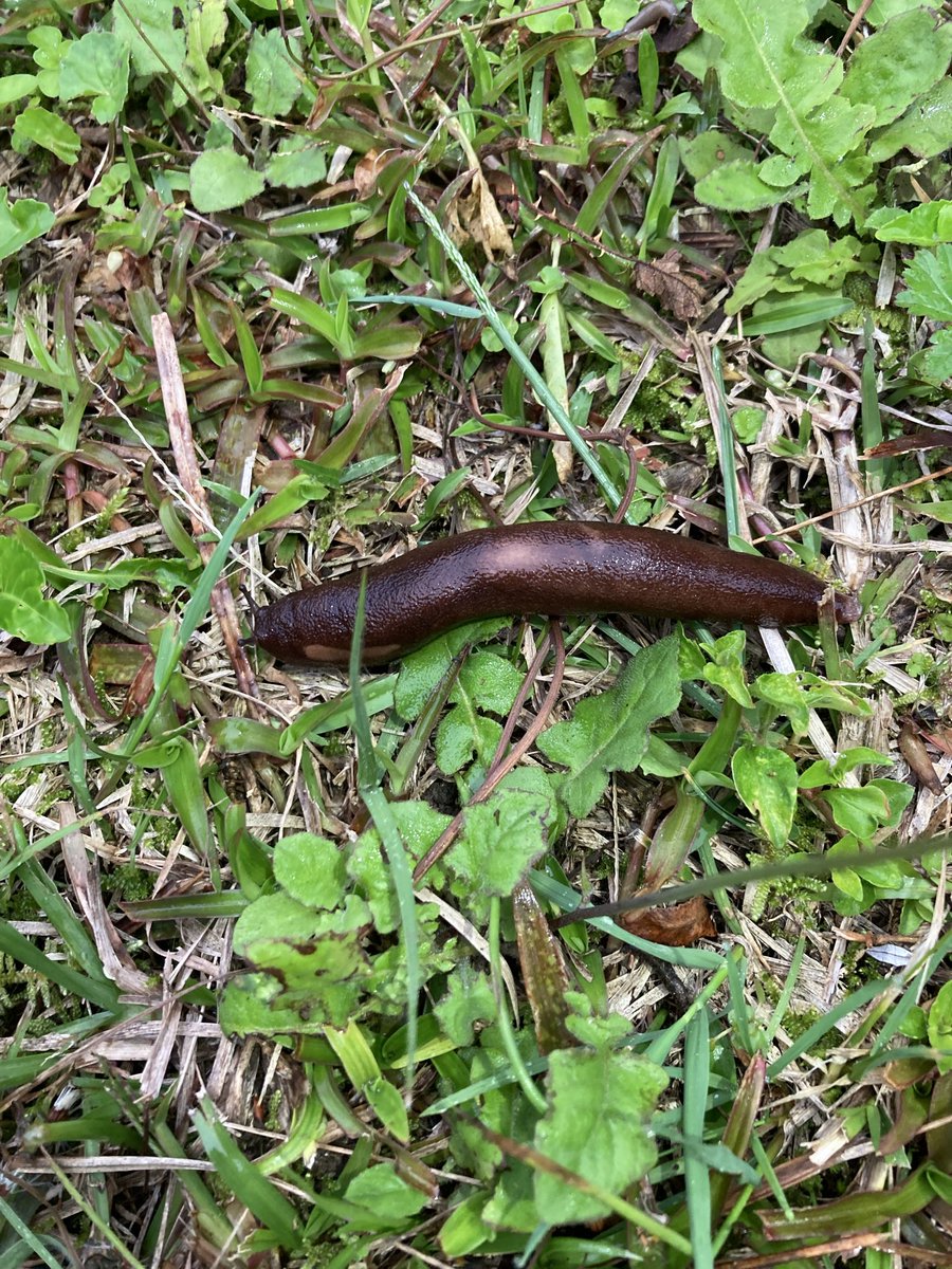 南国のハブ捕り師 tweet media