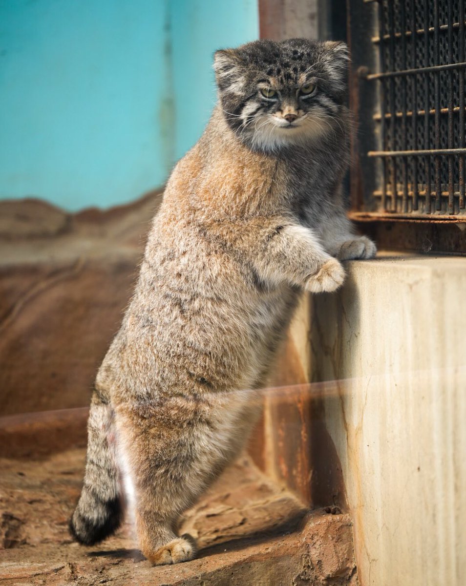 Yoshi.teru416🥚 tweet media