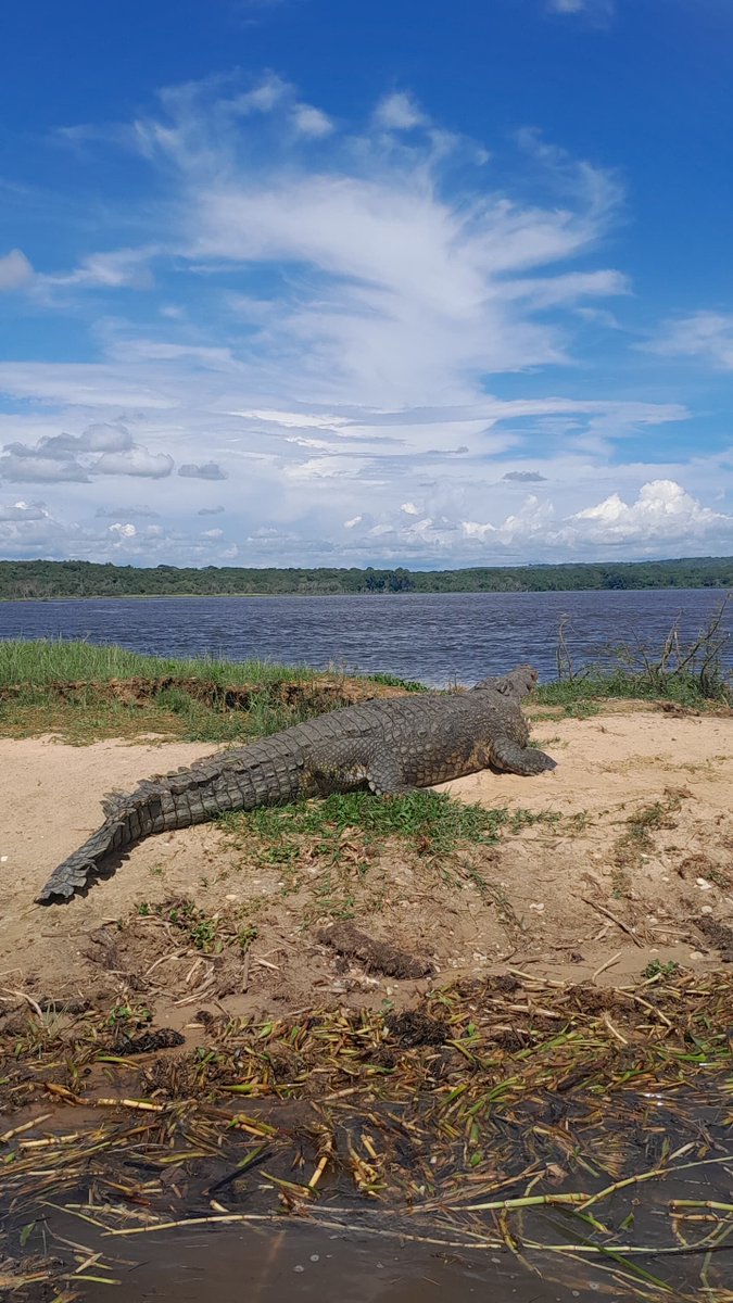 Uganda Wildlife Authority tweet media