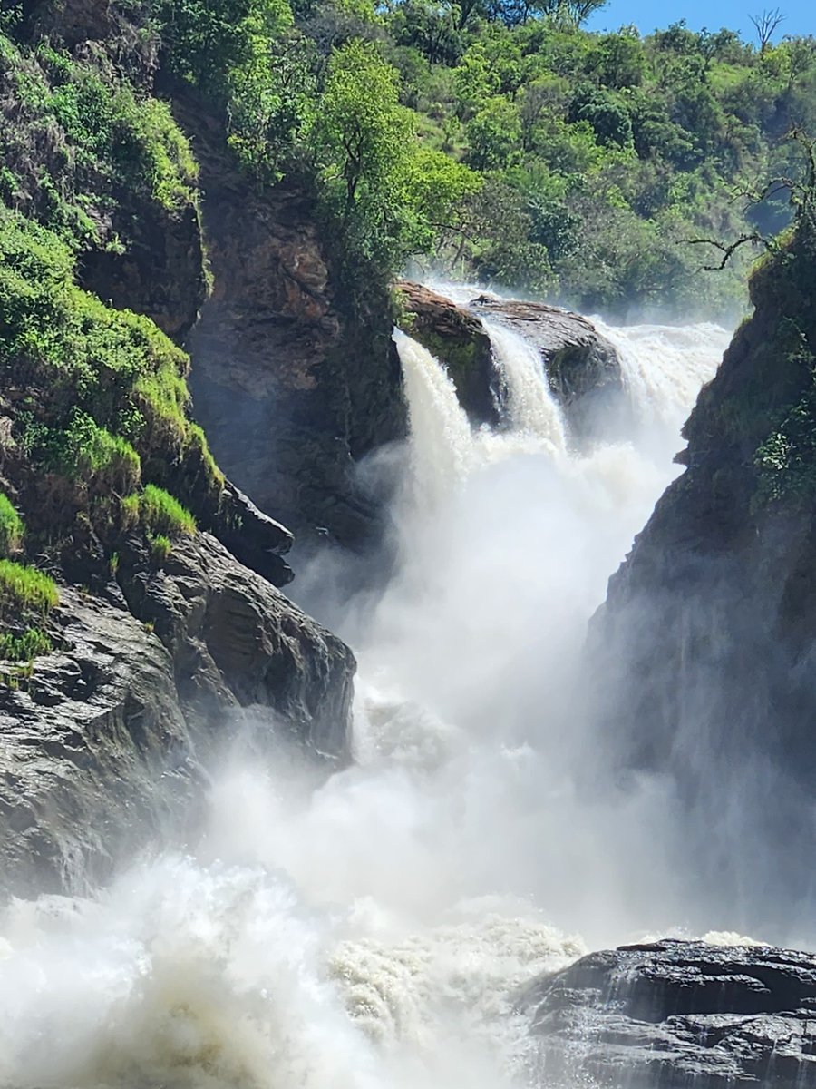 Uganda Wildlife Authority tweet media