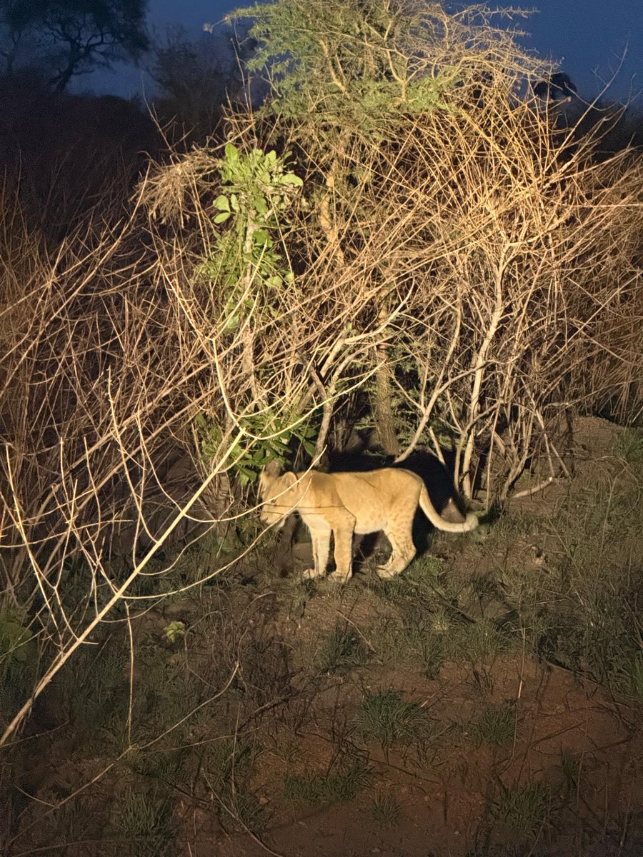 Uganda Wildlife Authority tweet media