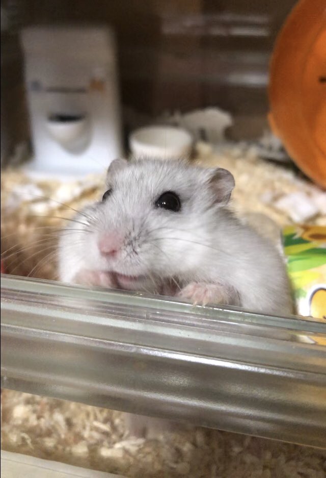 けぇこ🍆 tweet media