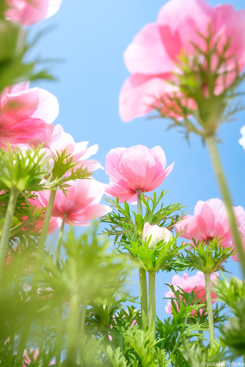 よたか tweet media