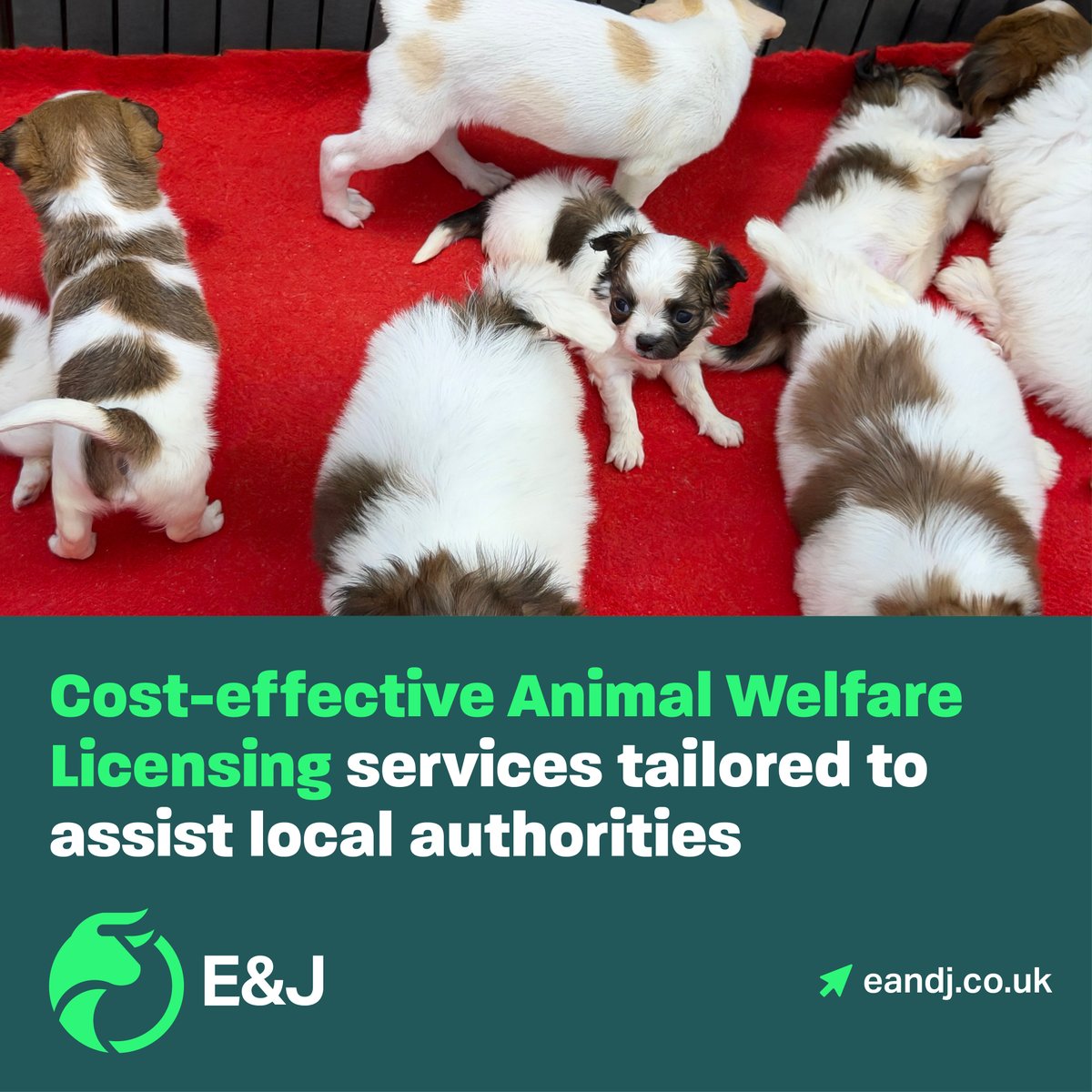 Our dedicated animal welfare specialists are available for animal licensing inspections, including veterinary inspections of dog breeding establishments.

Get in touch today: eandj.co.uk/animal-welfare…

#AnimalWelfareLicensing #VeterinaryInspections #DogBreederInspections