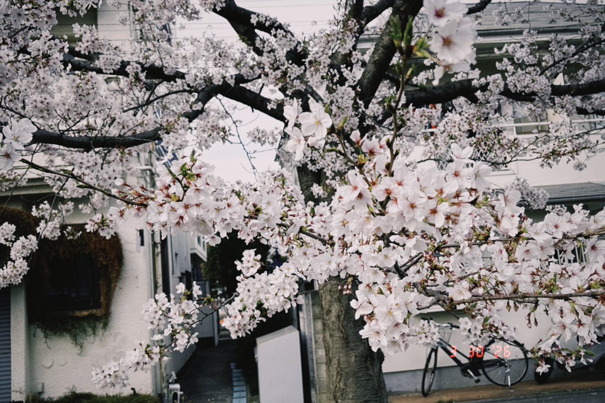 Torarock0317's tweet photo. 🌸 https://t.co/f2t16Sfi0S