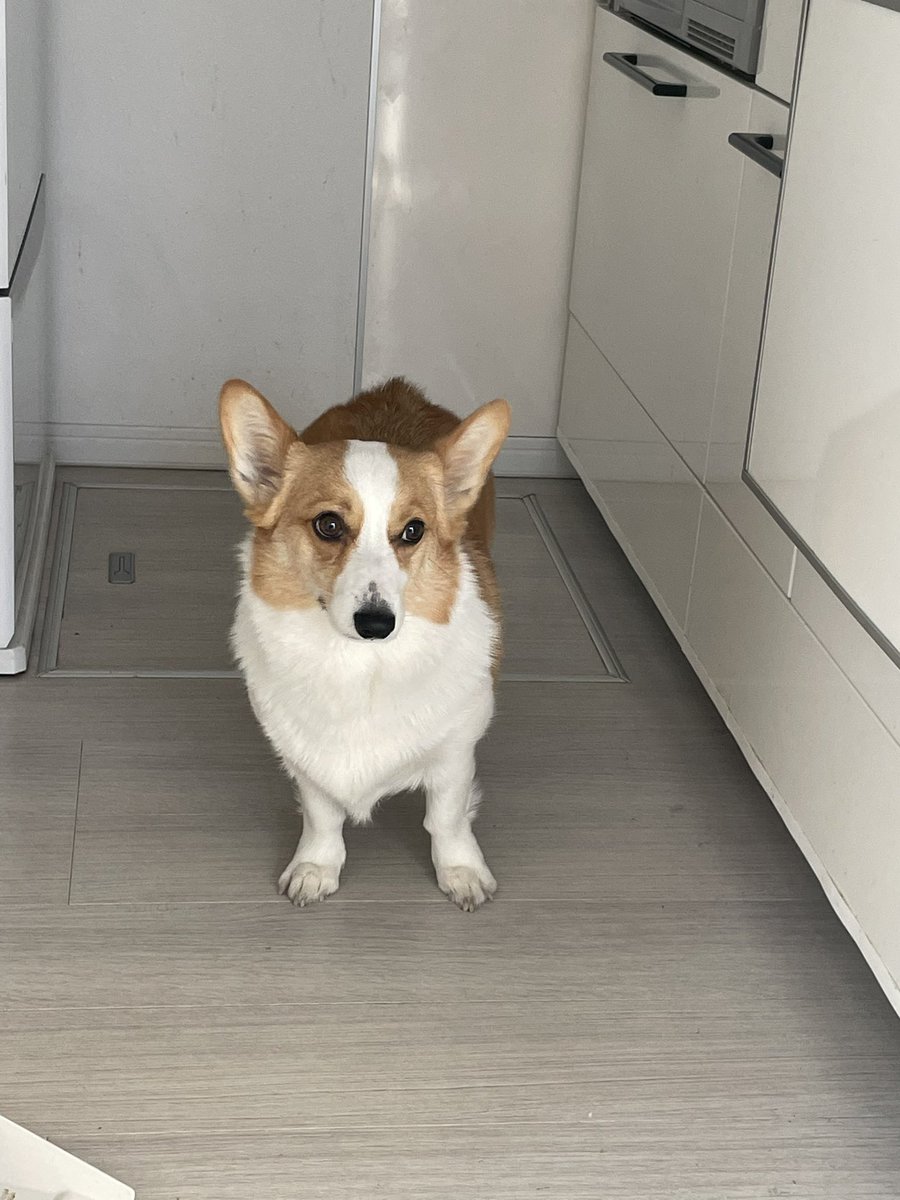 曾良（そら） tweet media