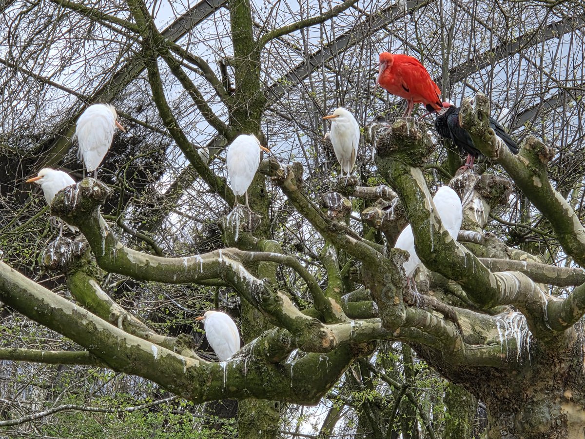 Nicole Conroth 🎹🎶🇧🇪 tweet media