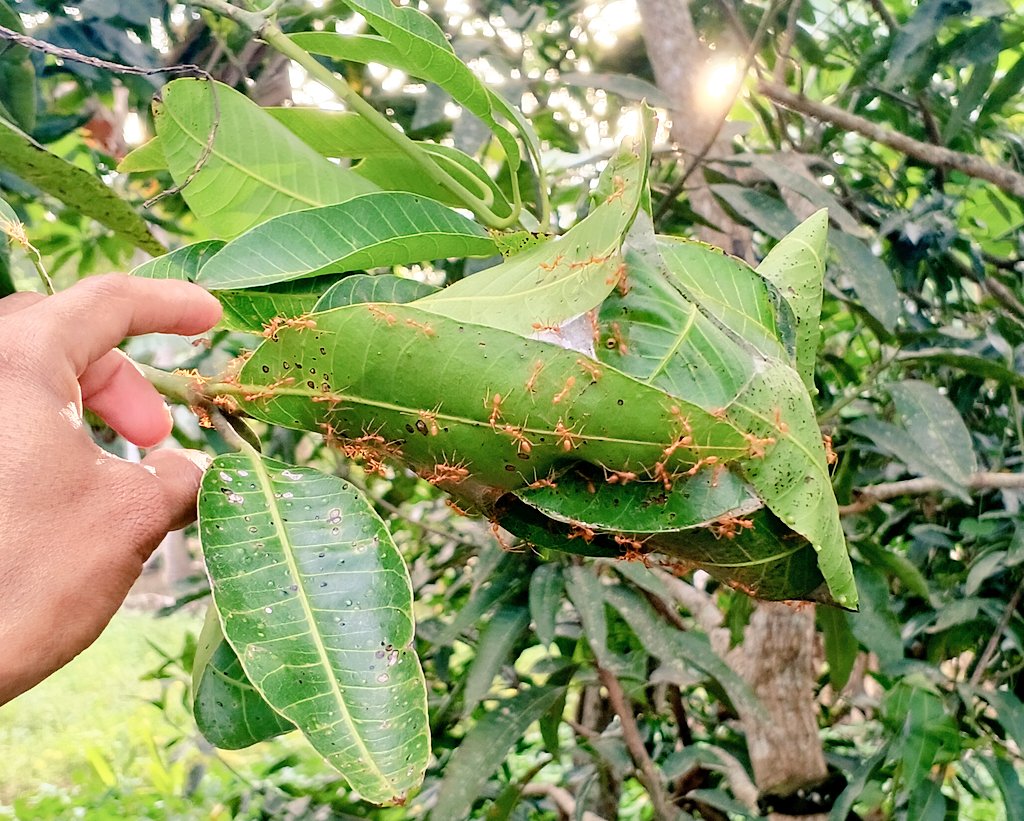 Ҽмσ𝐧  tweet media