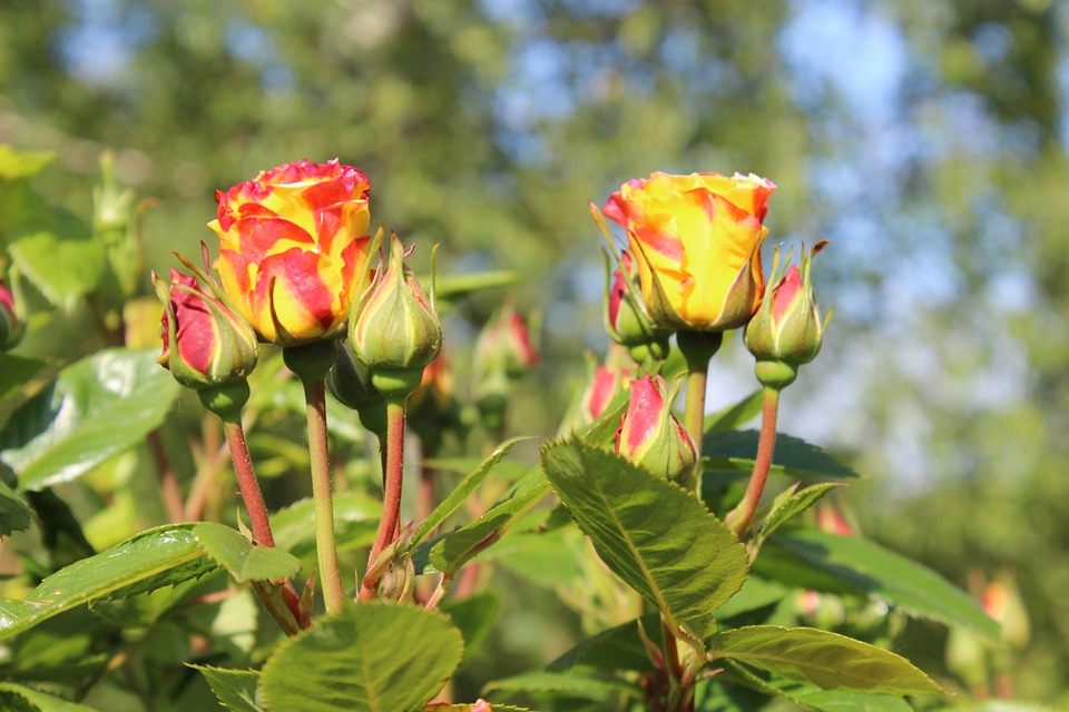 IndiraChaudhry's tweet image. #Pasand #Shair Ye duniya theek waisi hai jaisi aap isse dekhna pasand karte hain...
Yahaan par kissi ko gulaab mein kaante nazar aate hain to kissi ko kaanton mein gulaab...