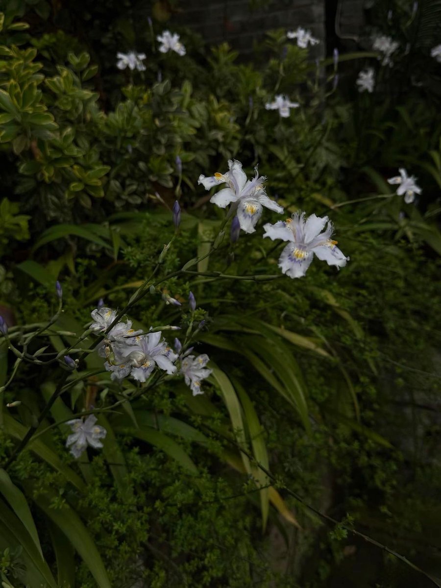 雾吹山 tweet media