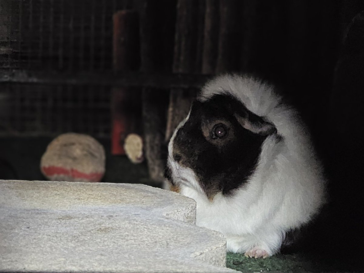 Out and about but not amused...Minnie 😐
#guineapig