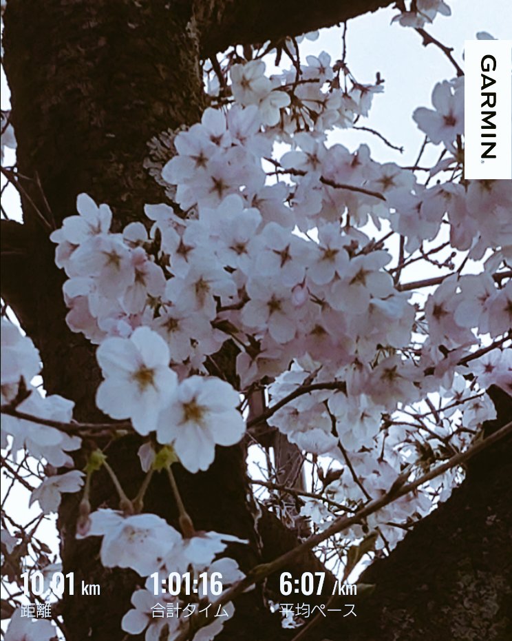 ぽこ@4/26よしか夢花マラソン10K tweet media