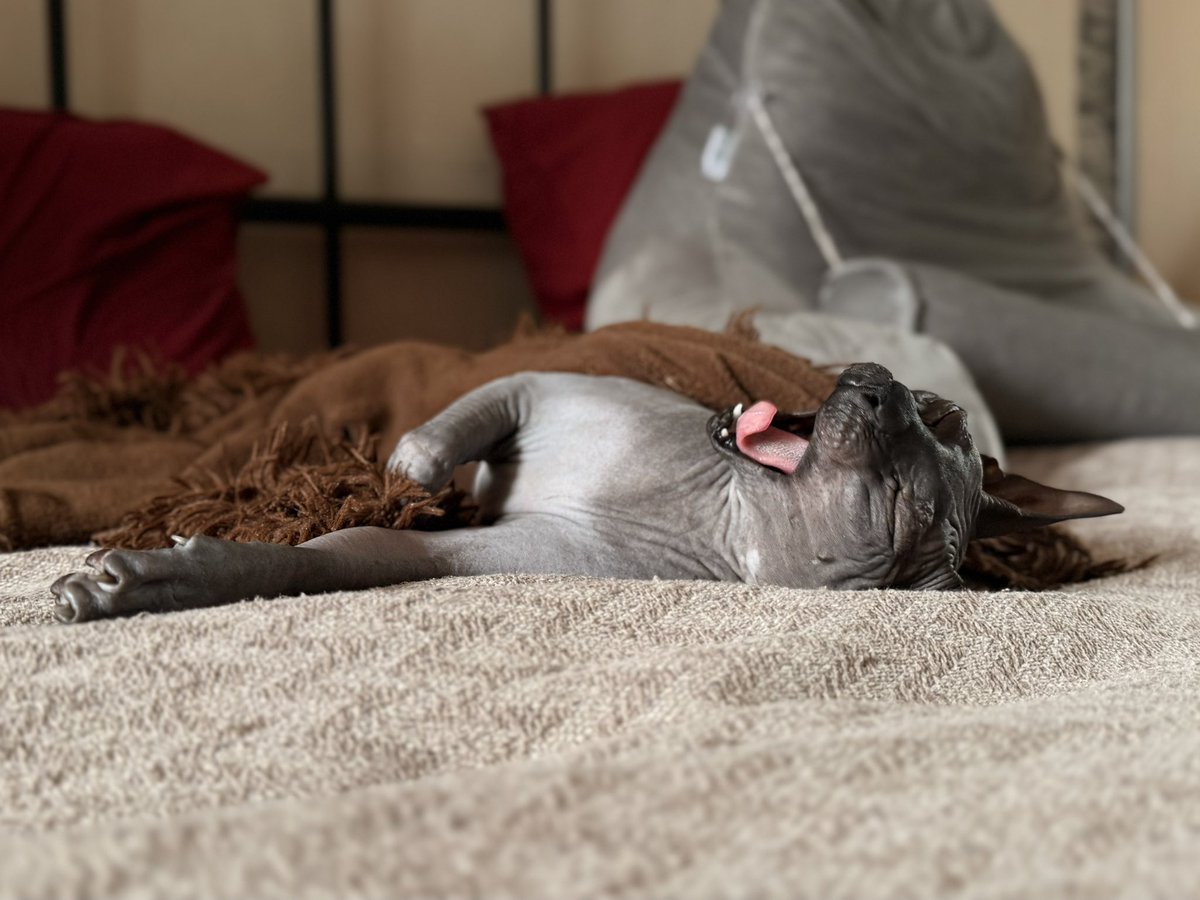 томушкек tweet media