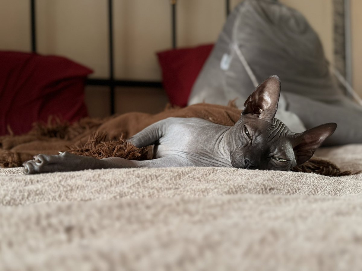 томушкек tweet media