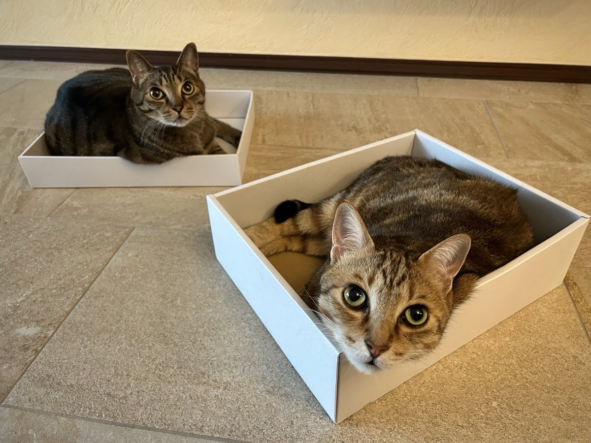 岩合光昭 tweet media