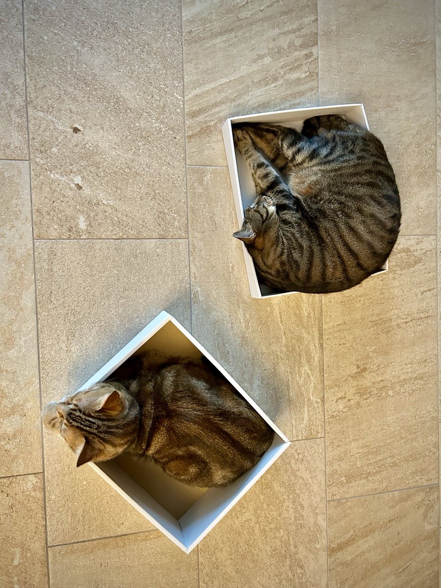 岩合光昭 tweet media