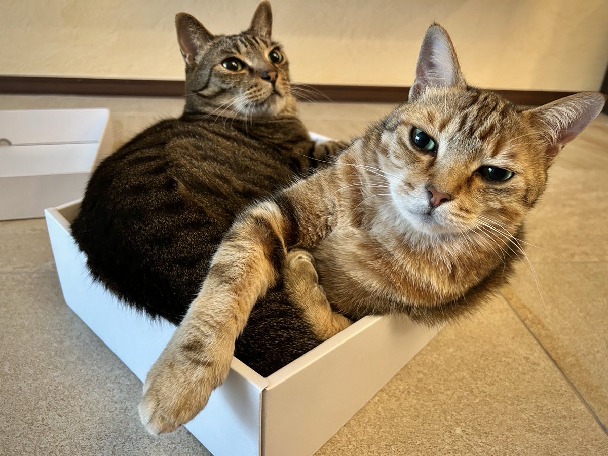 岩合光昭 tweet media