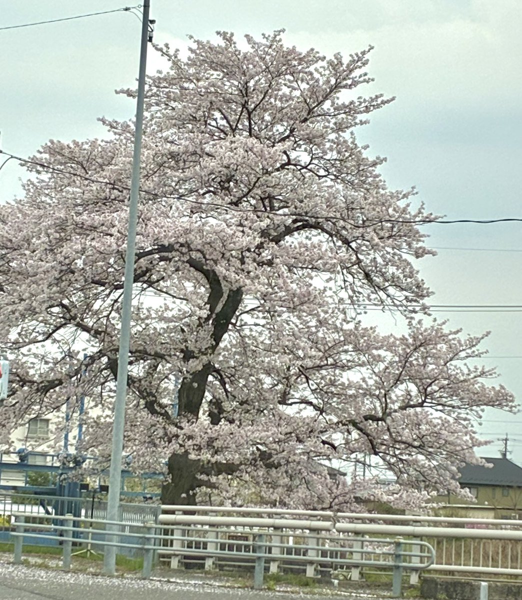 猫野星鈴 tweet media