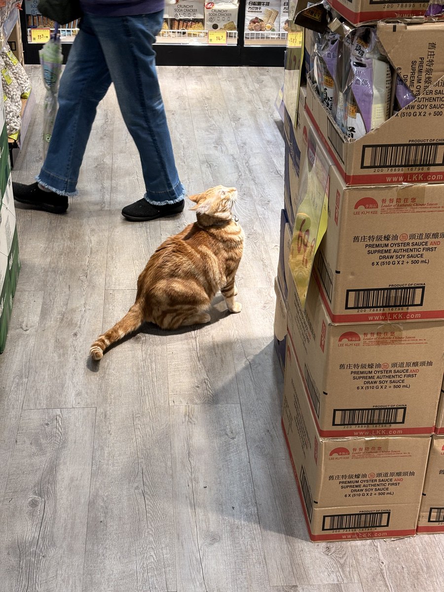 喵倫MeowRon tweet media