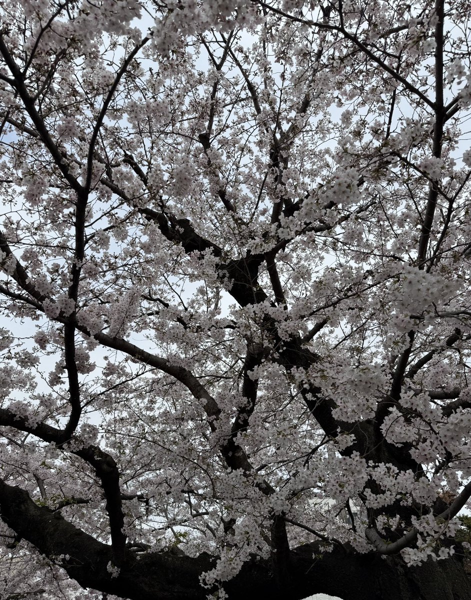 堤 裕子*ゆこ tweet media