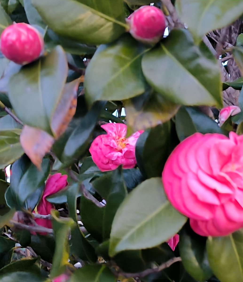 がっきー tweet media