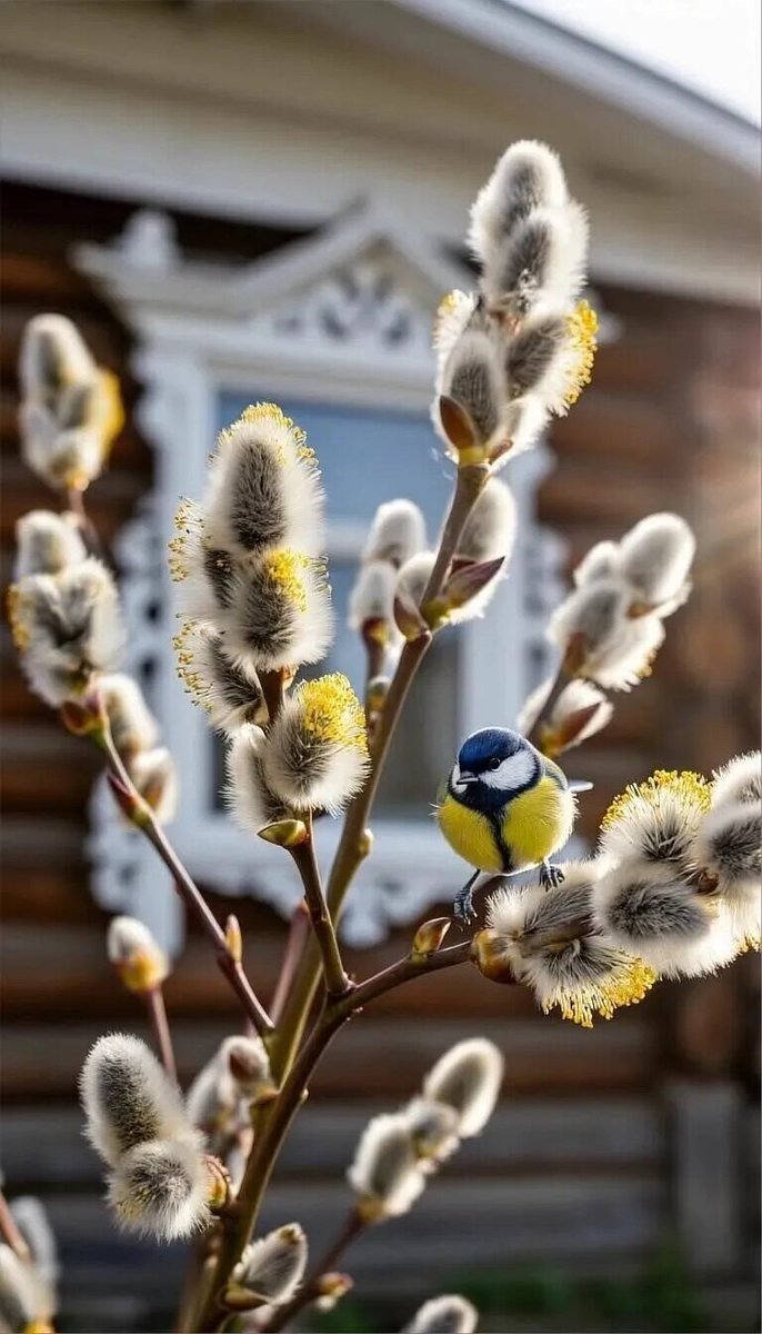 Лариса Макарова tweet media