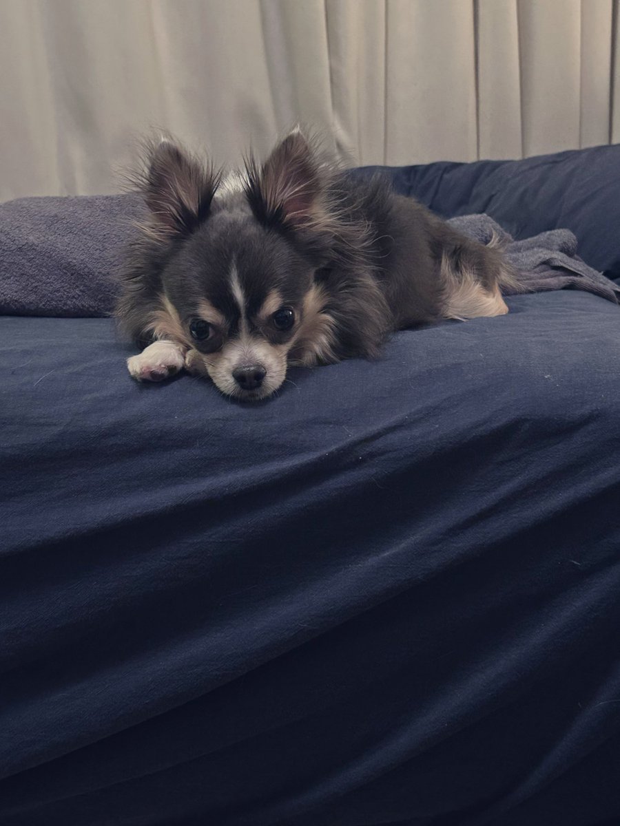 ブルータンチワワのルーク隊長 tweet media