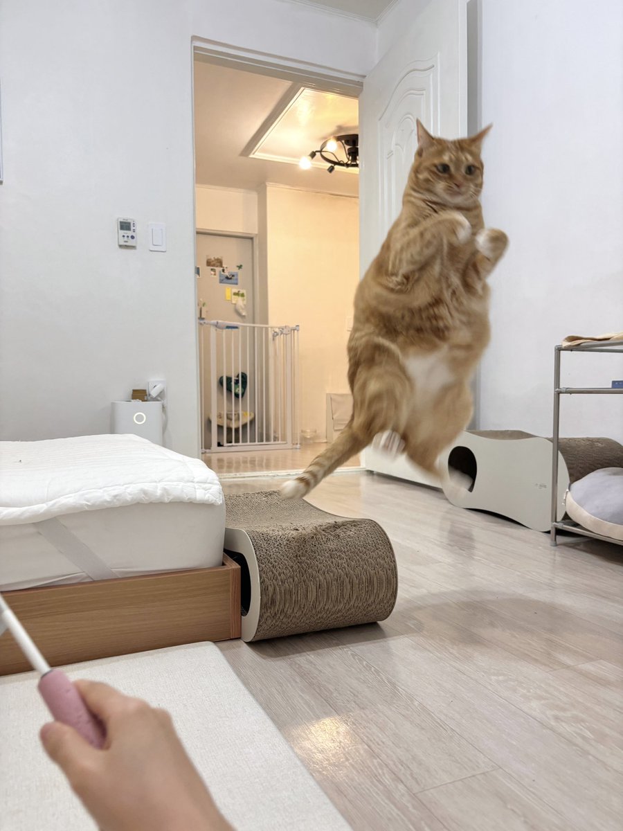 우동과 고명즈 tweet media