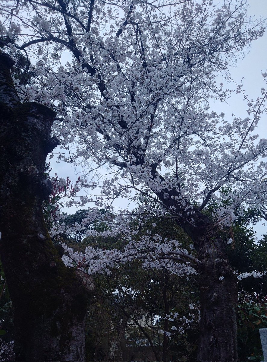 つるはん tweet media