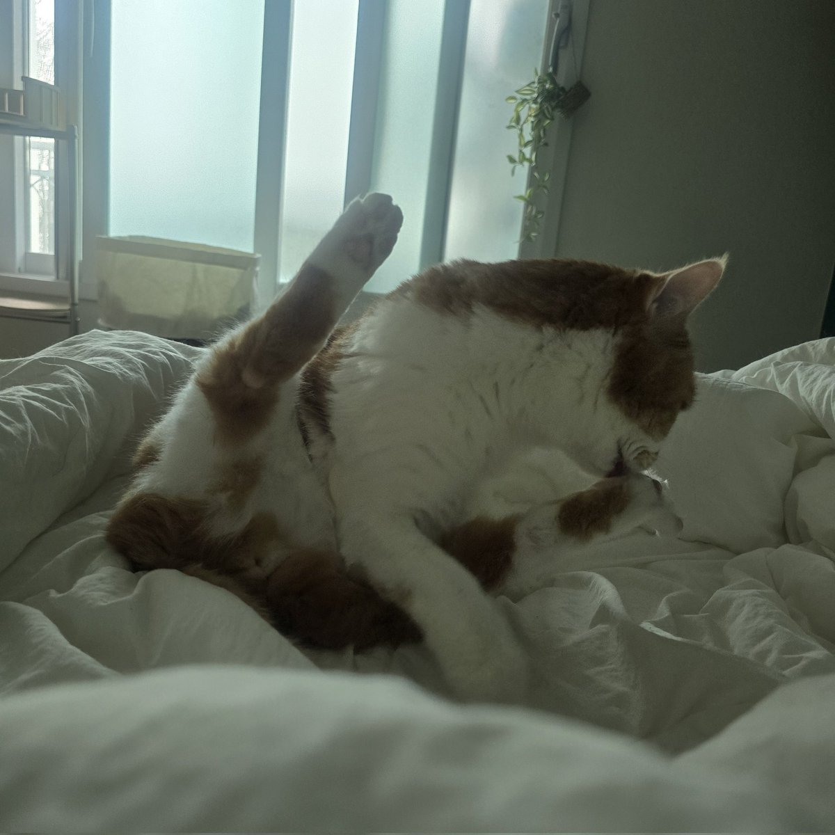 순대만 주세요 tweet media