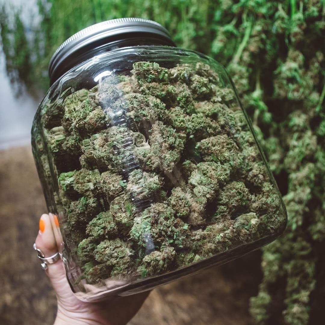 ELMER’S BUDD tweet media