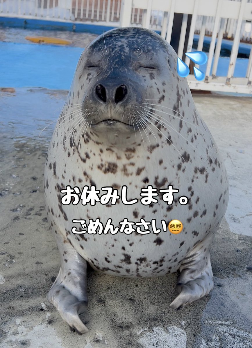 アザラシシーパラダイス【公式】 tweet media