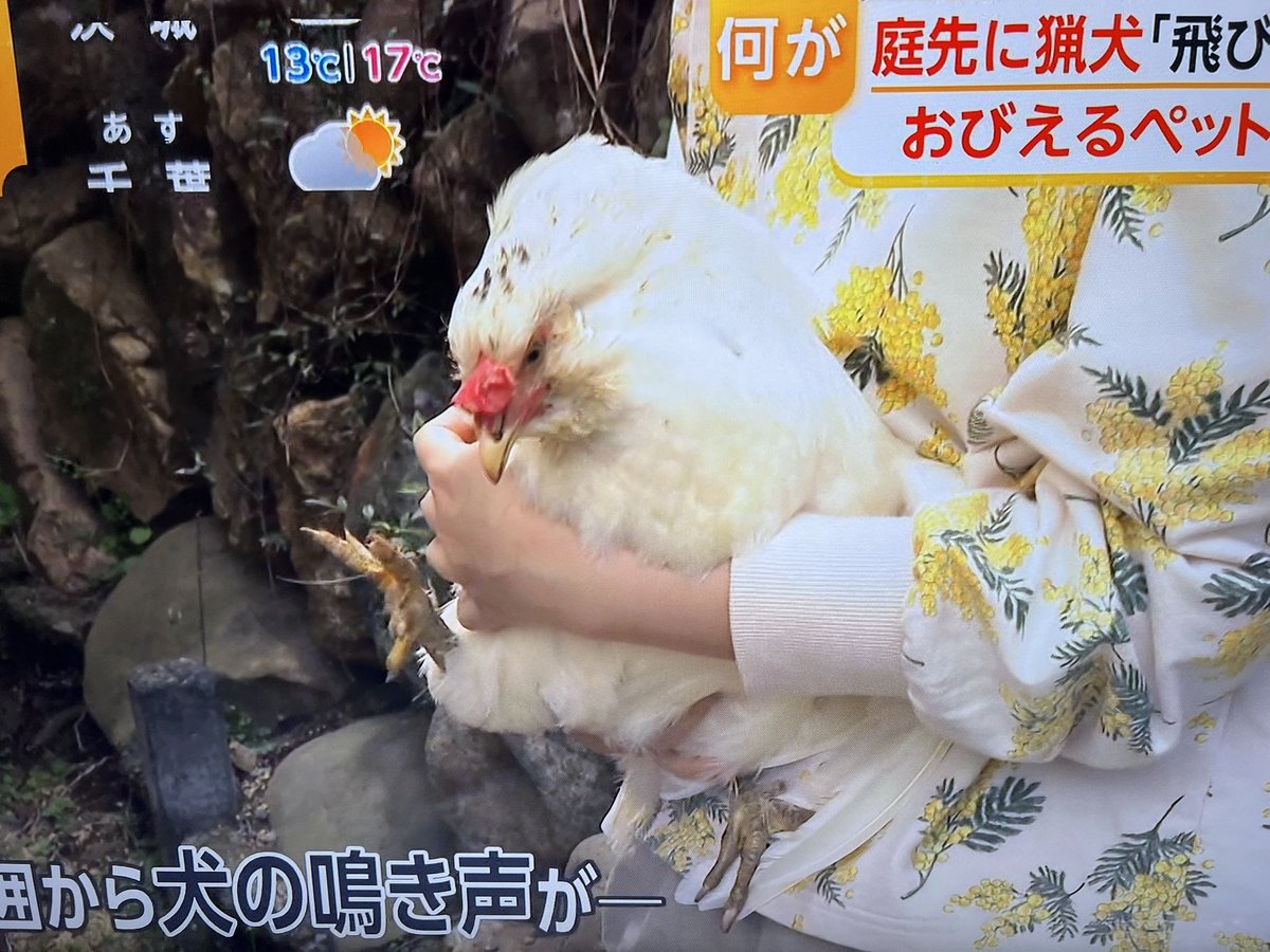 Kahori🌱花と猫と野菜の暮らし tweet media