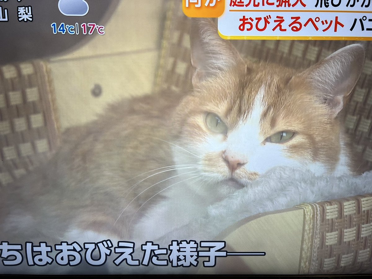 Kahori🌱花と猫と野菜の暮らし tweet media