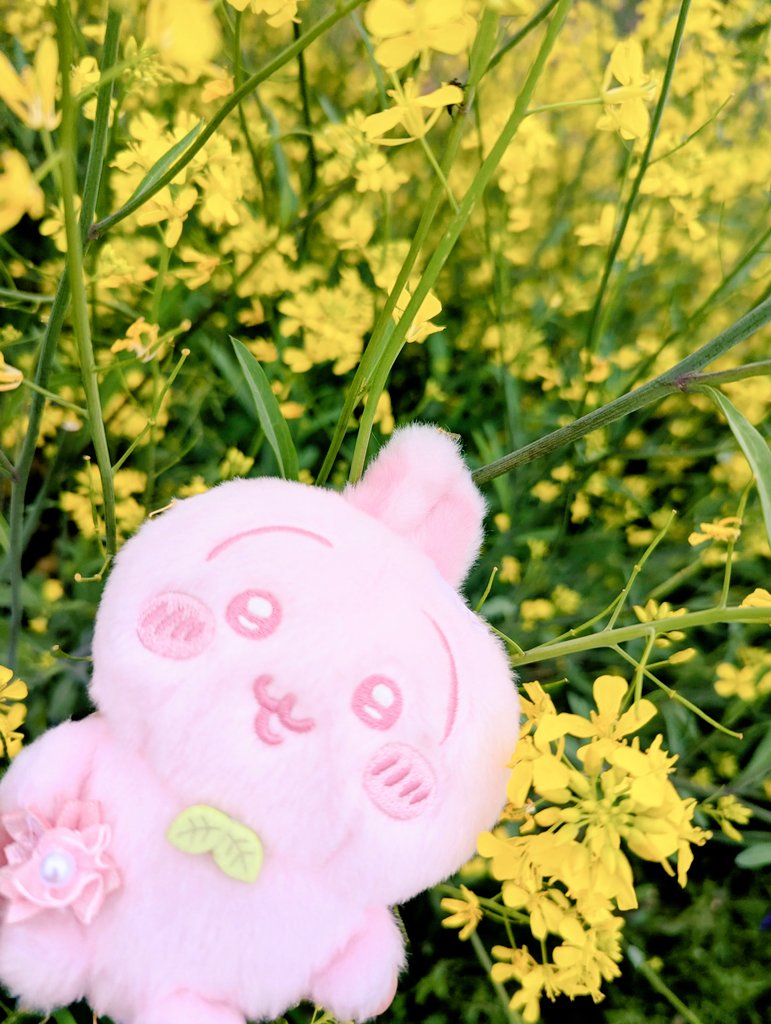 おちゃプル tweet media