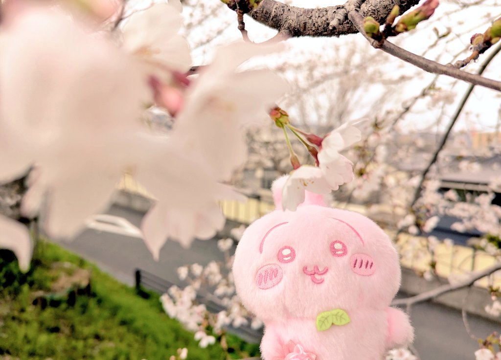 おちゃプル tweet media