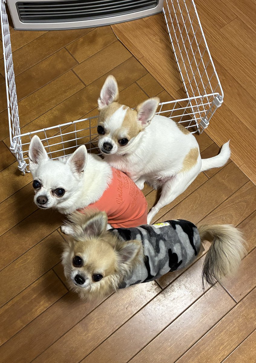 ちゃっぴぃやで tweet media