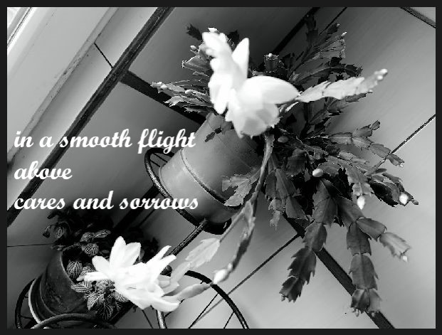 haiga/4q18

într-un zbor lin
deasupra
grijilor și întristărilor