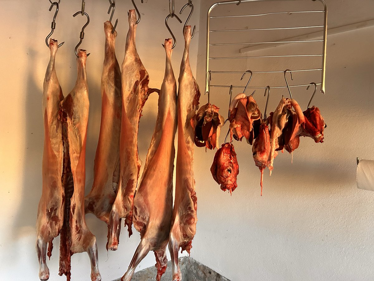 Pian Dercu tweet media