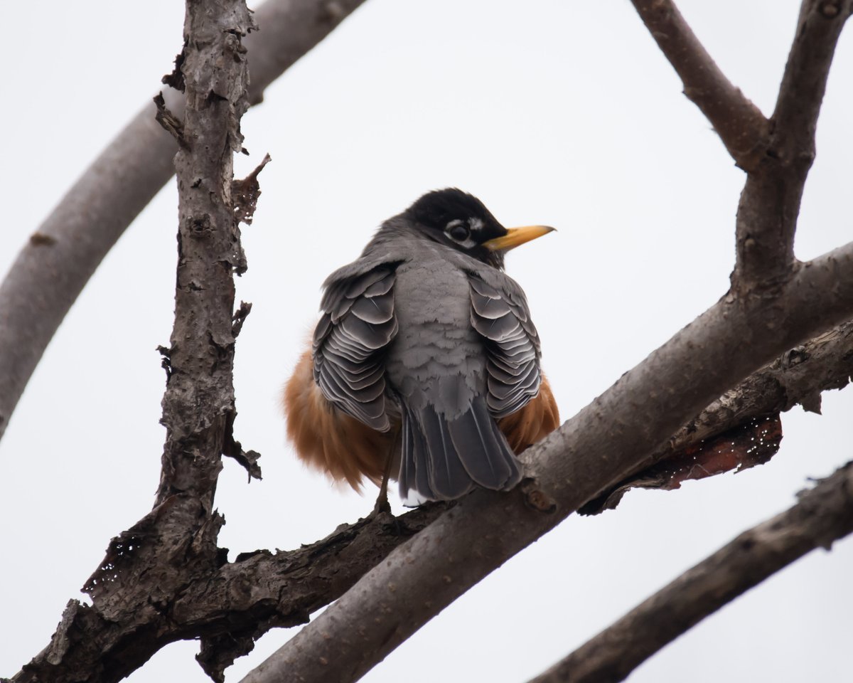Boesephoto's tweet photo. From my current walks at #TommyThompsonPark
#MoneyShotMonday #BirdButt
#TorontoWildlife https://t.co/xxDrUdgHm2