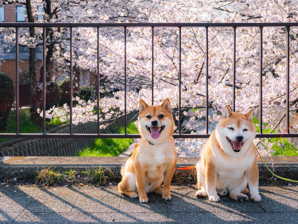 jagamaru2013's tweet photo. 柴犬と桜・2026

#じゃがまるとさつまる
#じゃがまる
#さつまる
#柴犬
#豆柴
#桜 https://t.co/gJXhw3u2fI