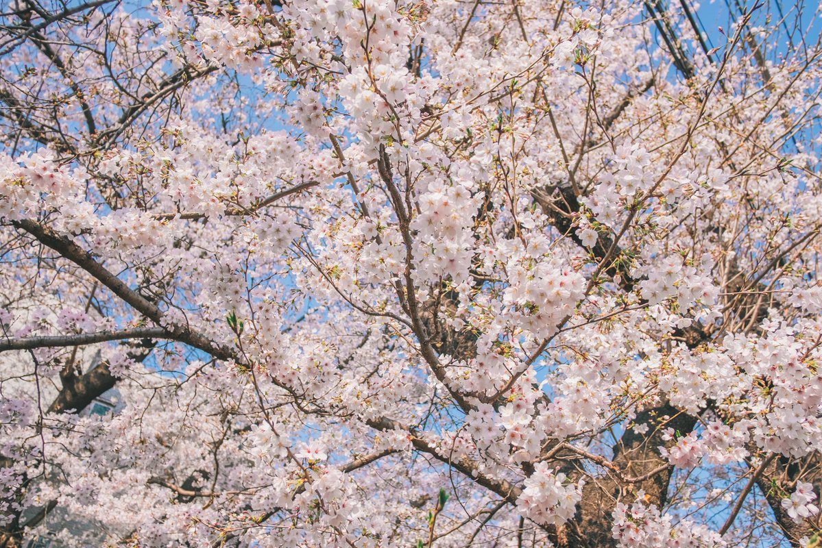FUJIFILMで撮る桜