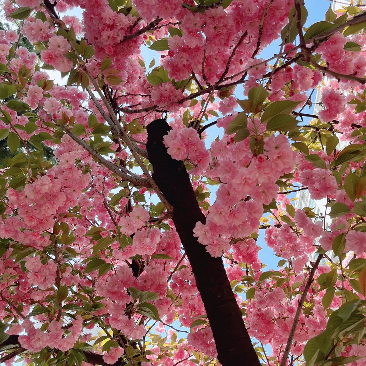 샴고앵 이차차 tweet media