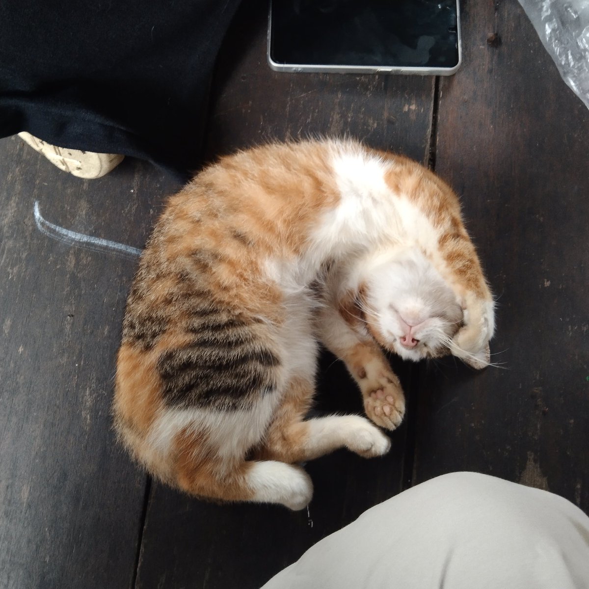 hani (tabah) tweet media