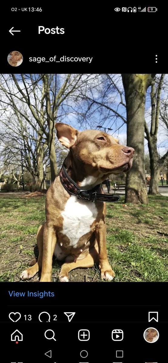 Juniper Pearl tweet media