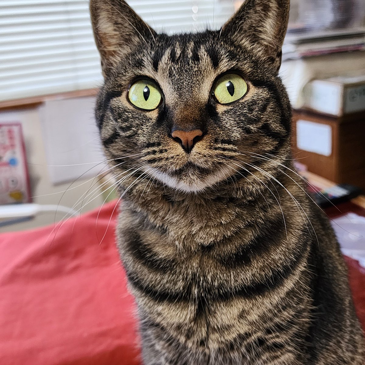 アンナ tweet media