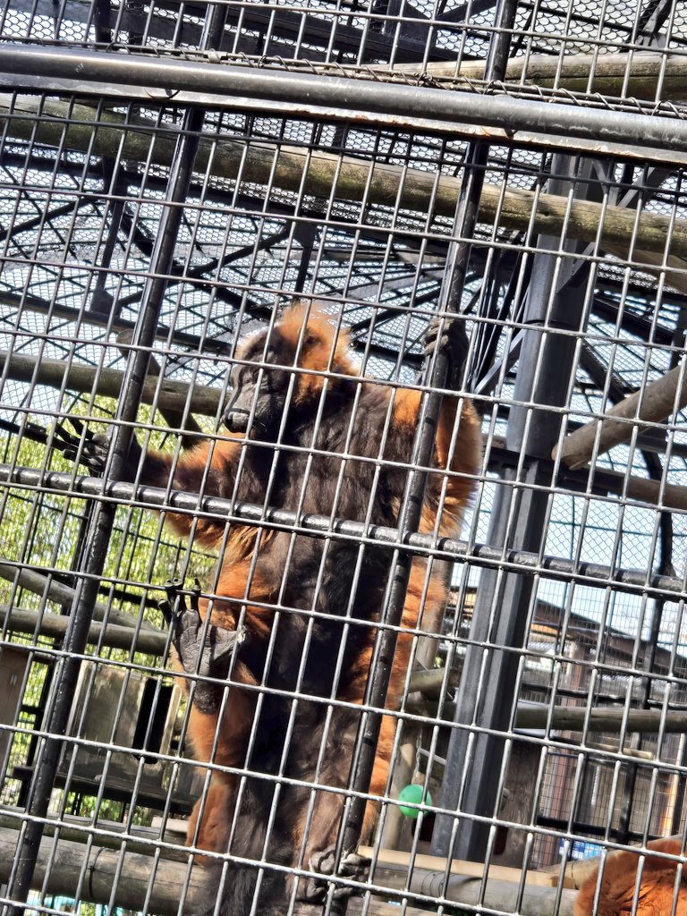 ねむ🐴‎𖤐‎ ̖́- tweet media