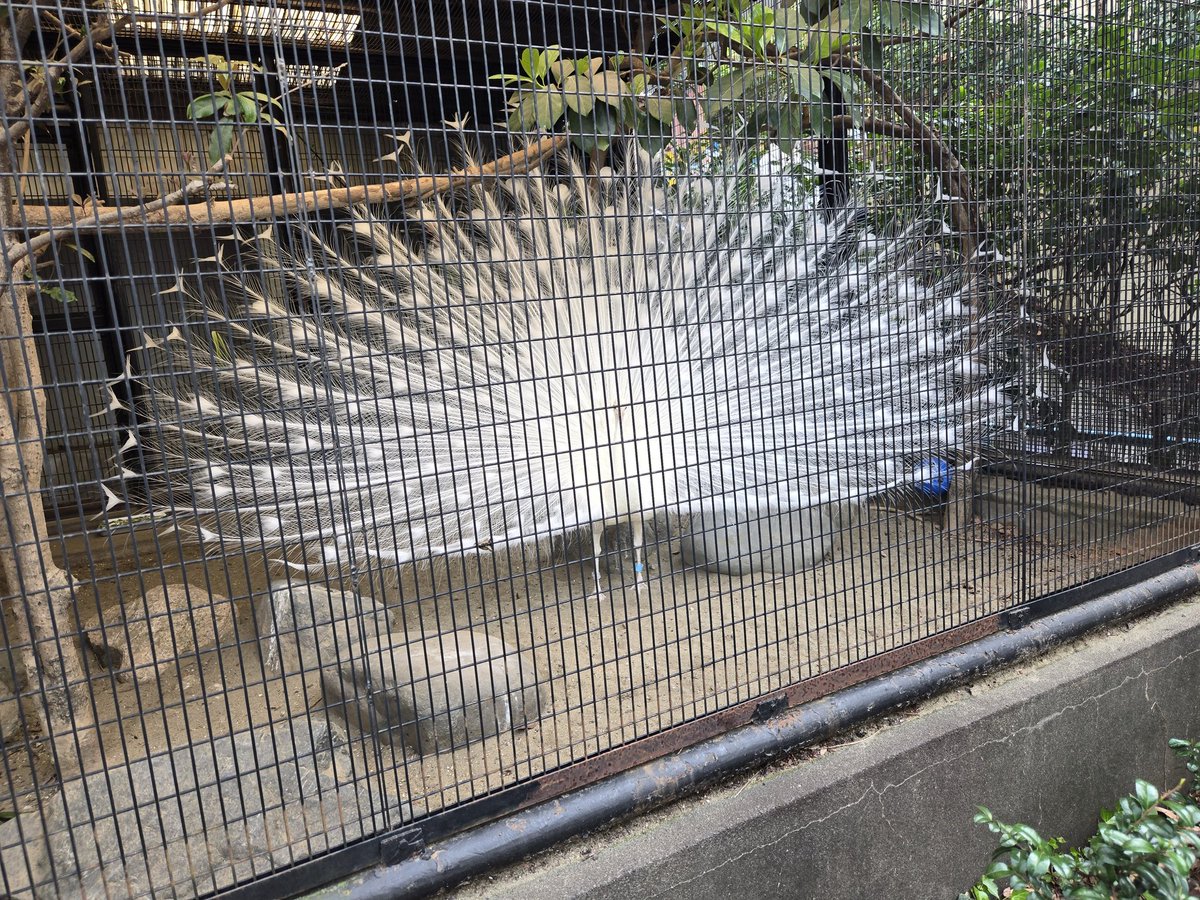 ねむ🐴‎𖤐‎ ̖́- tweet media